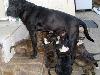 Foto 2: Sharpei Bull Terrier kruising hondjies te koop