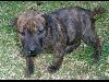Foto 3: Sharpei Bull Terrier kruising hondjies te koop