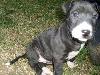 Foto 4: Sharpei Bull Terrier kruising hondjies te koop