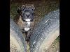 Foto 5: Sharpei Bull Terrier kruising hondjies te koop