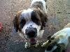 2 Opregte St Bernards