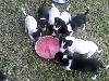 foxterriers