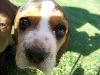 Beagle / Basset hybrid