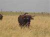 Buffels