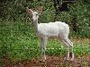 Foto 1: White Reedbuck for sale - Wit Rietbok te koop