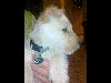 scotty