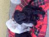 Labradors te koop*