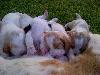 Basset hondjies te koop.....Sannieshof