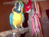 Macaw Blou en Goud