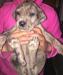 Groot Deen Hondjies / Great Dane Puppies
