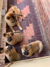 Chow Chow Hondjies Te Koop