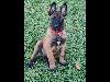 Foto 1: Belgian Malinois 