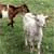 Adverteer Bokke