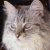 Adverteer nou GRATIS in Katte